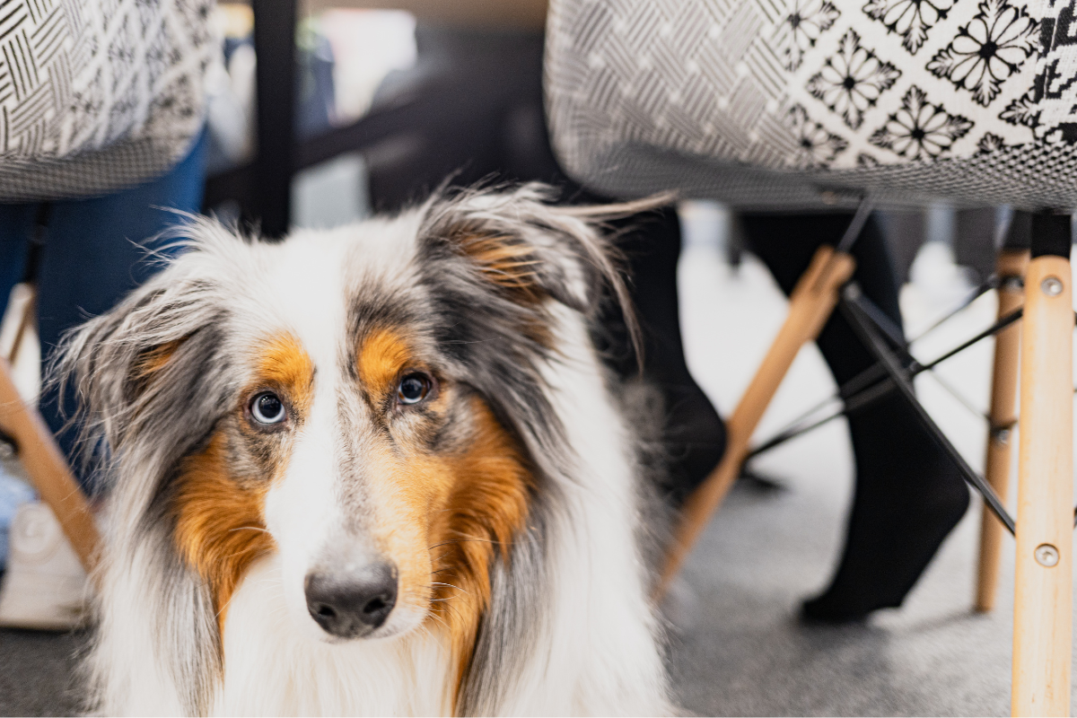 Unser Bürohund im Büro von SoftTec in Sonthofen